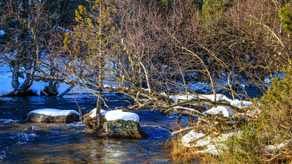 Watercourse in the Pyrenees Orientales mountains in France. Fir forest, rock and tree trunk under the snow.
