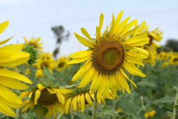 Closeup of a sunflower growing in a field of sunflowers during a nice sunny summer day, Sunflower natural background. flower blooming, Beautiful field of blooming sunflowers, Chakwal, Punjab, Pakistan