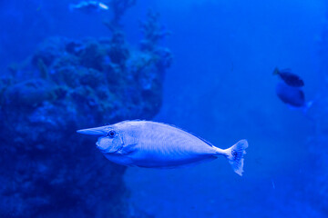 Unicorn fish swimming in deep blue ocean water with blurred coral reef and other fish in background. Concept of tropical marine life, underwater biodiversity, coral reef ecosystem.