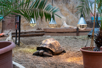 Giant tortoise in outdoor terrarium enclosure with heat lamps, palm plants and sandy substrate at dusk. Concept of exotic reptile care, zoo habitat design, proper animal husbandry