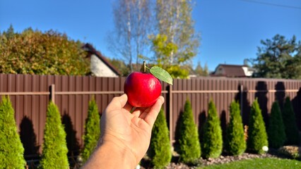 A man holds in his hand a ripe red apple with a green leaf on the stem. Nearby there is a grassy lawn, a metal profile fence and thuja trees. Sunny autumn weather, yellow leaves and blue sky
