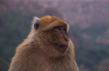 a portrait of a monkey sitting, with mountains in the background