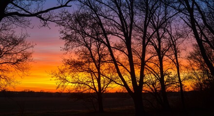 Naklejka premium Vibrant Sunset Silhouette of Trees