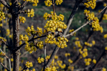 yellow flowers on a tree