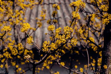 autumn leaves in the sun