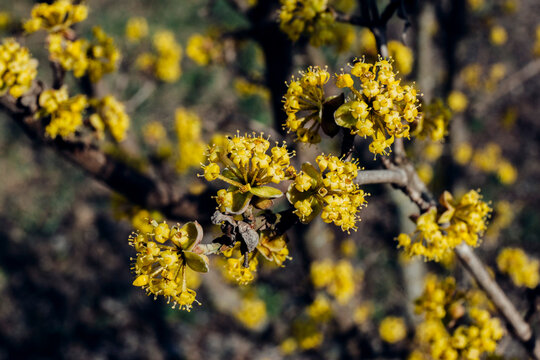 yellow flowers on a branch