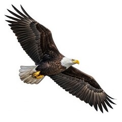 Fototapeta premium Majestic bald eagle soaring with wings spread wide in flight majestic bird