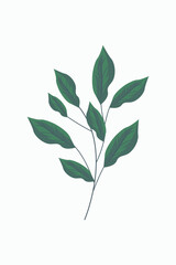 Botanical Illustration of Green Leaves on Branch Isolated on White Background