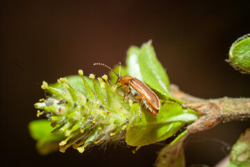 Close-up of a red bug perched on the stem of a leafy plant.