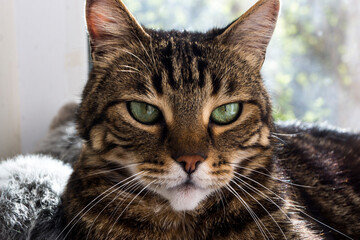 portrait of a black cat