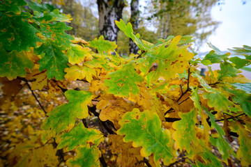 Close-up of colorful oak leaves in autumn with shades of green and yellow in a natural forest...