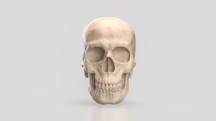 The Skull for Education or Sci concept 3d Rendering.