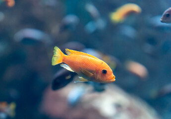 Bright orange and yellow tropical cichlid fish swimming in aquarium with blurred blue background and other fish. Concept of exotic aquatic pets, freshwater aquarium hobby, colorful fish species.