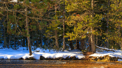Watercourse in the Pyrenees Orientales mountains in France. Fir forest, rock and tree trunk under the snow.
