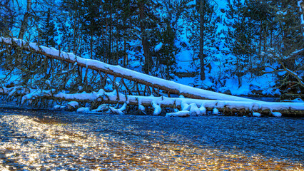 Watercourse in the Pyrenees Orientales mountains in France. Fir forest, rock and tree trunk under the snow.
