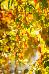 Fototapeta premium Autumn sunny day in the forest on the lake, wild grape leaves.