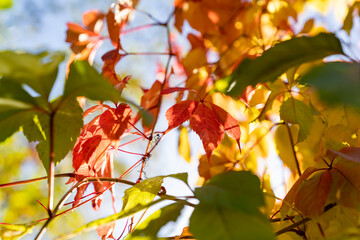 Climbing plant with red, orange, and yellow autumn leaves against blue sky. Natural seasonal background with bright foliage and branches. Fall season and nature concept for design