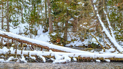 Watercourse in the Pyrenees Orientales mountains in France. Fir forest, rock and tree trunk under the snow.
