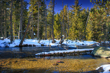 Watercourse in the Pyrenees Orientales mountains in France. Fir forest, rock and tree trunk under the snow.
