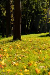 Autumn trees with trunks and fallen yellow leaves on green grass in sunlight. Outdoor nature photography.