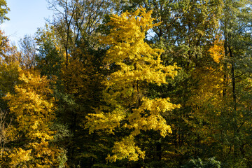 Obraz premium Autumn trees with yellow and green foliage in a forest under daylight. Natural landscape background. Autumn season and nature concept. Design for poster, wallpaper, banner, postcard, greeting card.