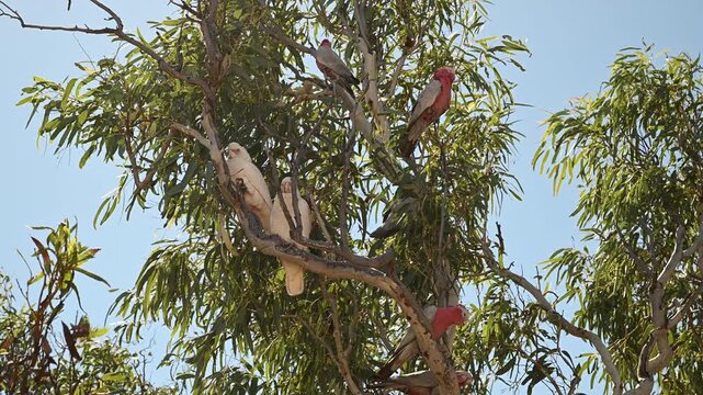 flock of pink Galahs, Eolophus roseicapilla, pink and grey cockatoo sitting in a Eucalypt tree in Exmouth near Ningaloo reef, a popular travel destination in West Australia.