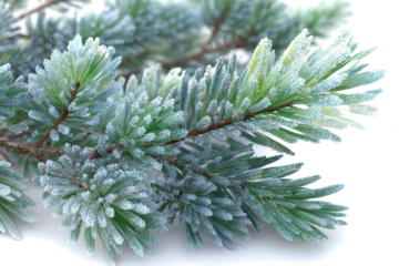 Frosted pine branch evergreen needles covered in frost isolated on white for winter holiday design elements