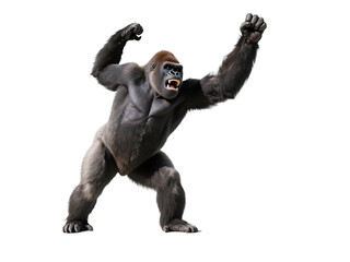 Obraz premium A silverback gorilla in an aggressive stance, showcasing its powerful build and dominant behavior in the wild.