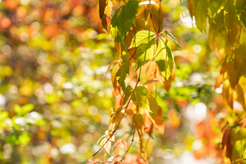 A sunny autumn day in the forest by the lake, wild grape leaves. Rays of sun.
