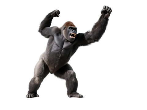 A silverback gorilla in an aggressive stance, showcasing its powerful build and dominant behavior in the wild.