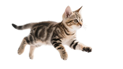 Obraz premium A young tabby kitten is captured in mid-air, displaying its playful and energetic movement with visible stripes and curious expression.