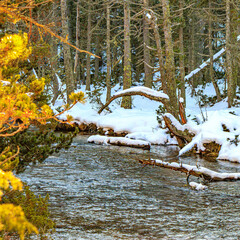 Watercourse in the Pyrenees Orientales mountains in France. Fir forest, rock and tree trunk under the snow.
