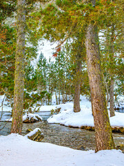 Watercourse in the Pyrenees Orientales mountains in France. Fir forest, rock and tree trunk under the snow.
