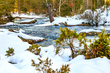 Watercourse in the Pyrenees Orientales mountains in France. Fir forest, rock and tree trunk under the snow.
