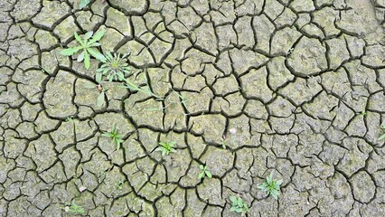 Dry, cracked earth texture with small green resilient weeds growing through the fissures, symbolizing drought, climate change, and survival in harsh conditions.