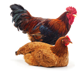 Red rooster and hen.