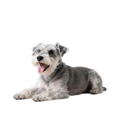 A charming miniature schnauzer lying on a plain white background, showcasing its cute and well-groomed appearance.