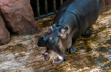 Powerful hippopotamus displays its dangerous tusks with a wide-open mouth in a zoo. Concept of animal aggression and wildlife in captivity.