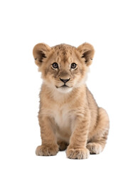 Obraz premium A cute young lion cub is sitting on a white background, showcasing its adorable and furry appearance.
