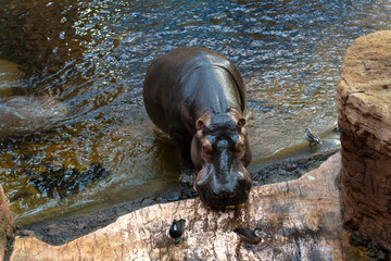 Massive hippopotamus stares from the water in a zoo enclosure, with small birds nearby. Concept of wildlife in captivity, animal conservation, and zoological parks.