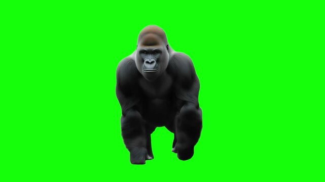 3D Realistic Western gorilla Slowly Walking Loop animation with front View on Green Screen, 4K Mountain gorilla walking on Chroma Key.  perfect for video editing, VFX, and creative cinematic projects