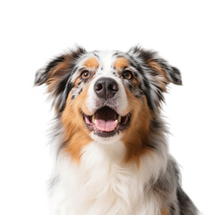 Fototapeta premium A joyful Australian Shepherd dog with an open mouth, looking up against a white background, showcasing its colorful fur.