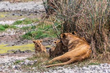 Telephoto of two small lion cubs -Panthera Leo- emerging from behind a bush in the Ngorogoro Crater, Tanzania, and approaching and cuddling with their mother