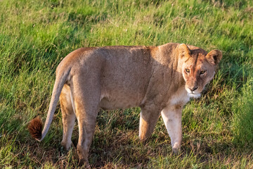Close encounter with a female lion -Panthera Leo- that is walking across the plains of the Serengeti, Tanzania.