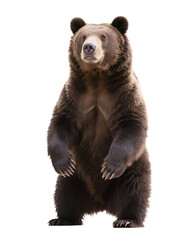 Obraz premium A brown bear is depicted standing on its hind legs, showcasing its strong build and thick fur in a natural environment.