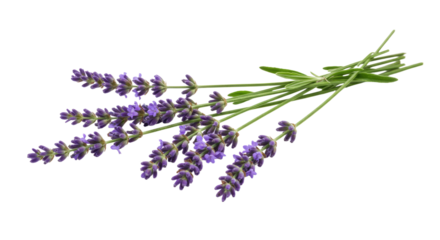 A beautiful sprig of fresh lavender flowers with green leaves.