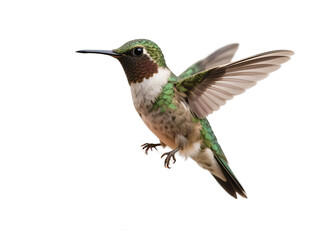 Fototapeta premium A small hummingbird with green, white, and brown plumage is shown in mid-flight with its wings extended.