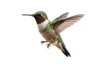 A small hummingbird with green, white, and brown plumage is shown in mid-flight with its wings extended.