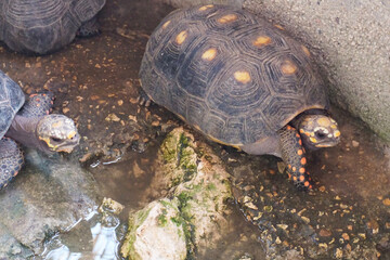 Red Footed Tortoises (Chelonoidis carbonarius) in captivity. Morrocoy Turtle.