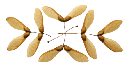 Arrangement of Maple Tree Seeds on White Background 1.